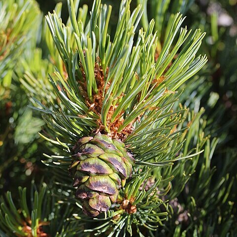 Pinus pumila unspecified picture