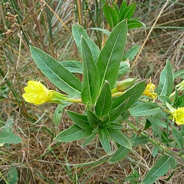 Oenothera oakesiana unspecified picture