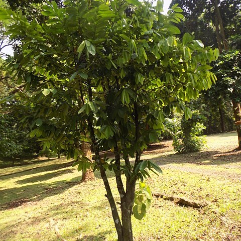 Annickia chlorantha unspecified picture