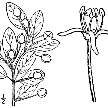 Ilex mucronata unspecified picture