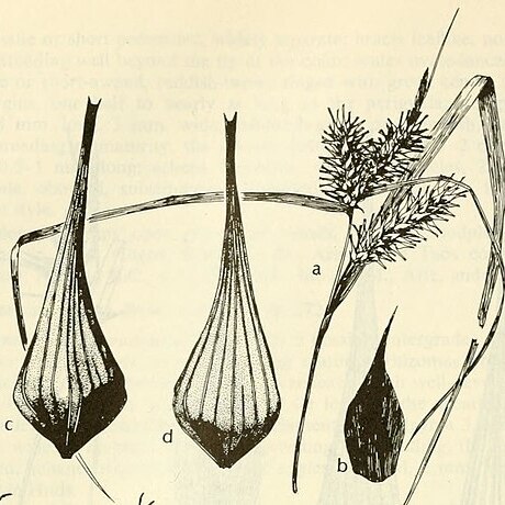 Carex gigantea unspecified picture