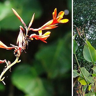 Canna tuerckheimii unspecified picture