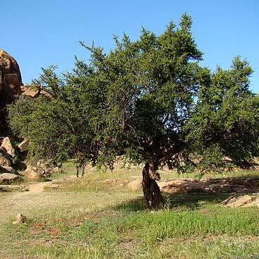 Argania spinosa unspecified picture