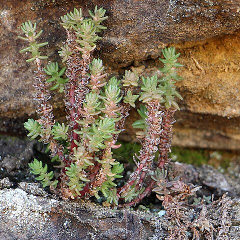 Crassula sieberiana unspecified picture