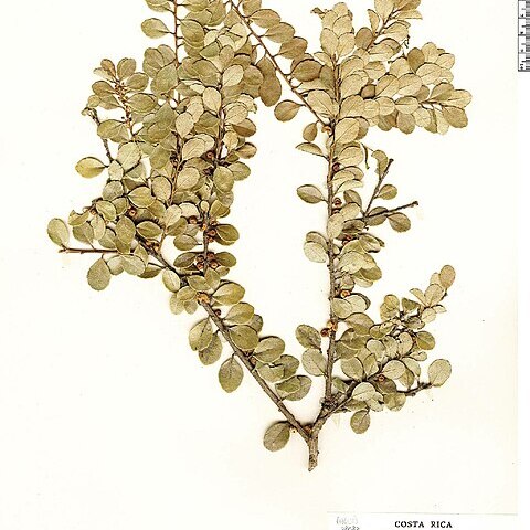 Ilex vulcanicola unspecified picture