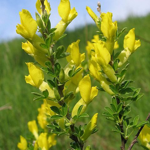 Chamaecytisus ratisbonensis unspecified picture