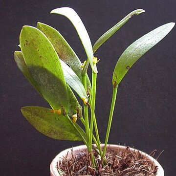 Acianthera magalhanesii unspecified picture