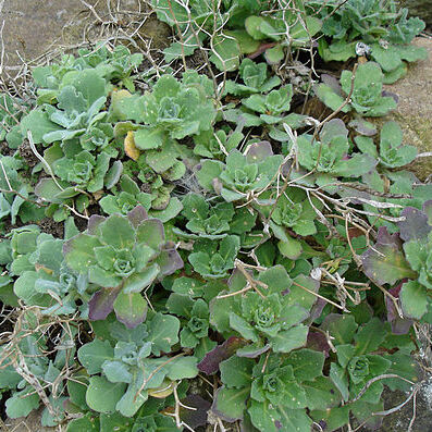 Arabis unspecified picture