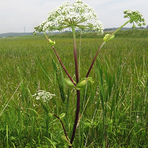 Angelica cincta unspecified picture
