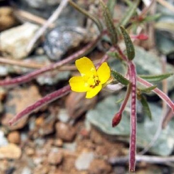 Camissonia unspecified picture