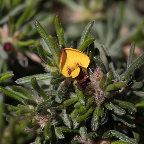 Pultenaea canaliculata unspecified picture