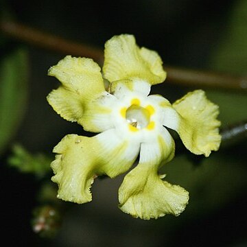Mandevilla javitensis unspecified picture