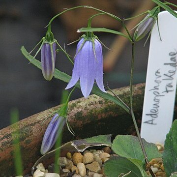 Adenophora takedai unspecified picture