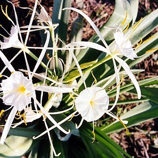Hymenocallis occidentalis unspecified picture