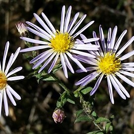 Symphyotrichum fontinale unspecified picture