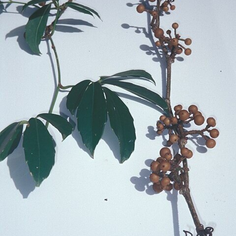 Tetrastigma pubinerve unspecified picture