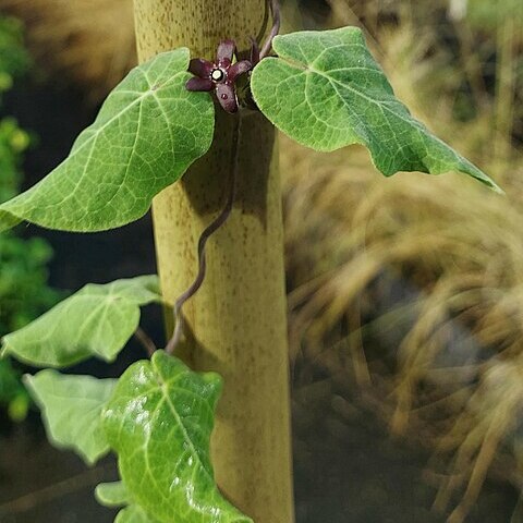 Matelea floridana unspecified picture