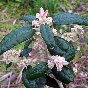 Olearia covenyi unspecified picture