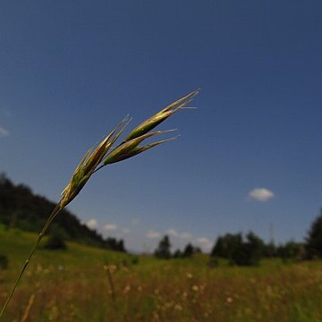 Danthonia alpina unspecified picture