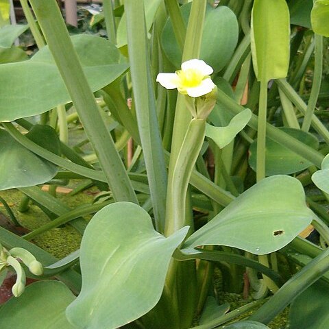 Limnocharis unspecified picture