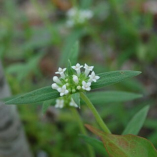 Mitracarpus unspecified picture