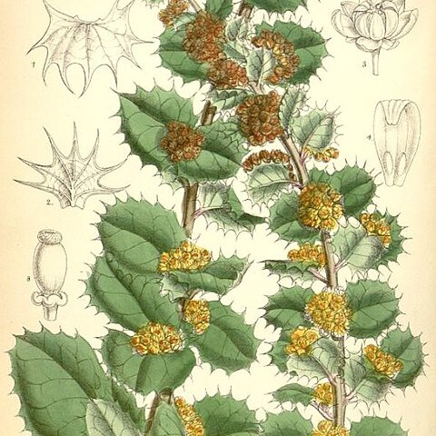 Berberis actinacantha unspecified picture