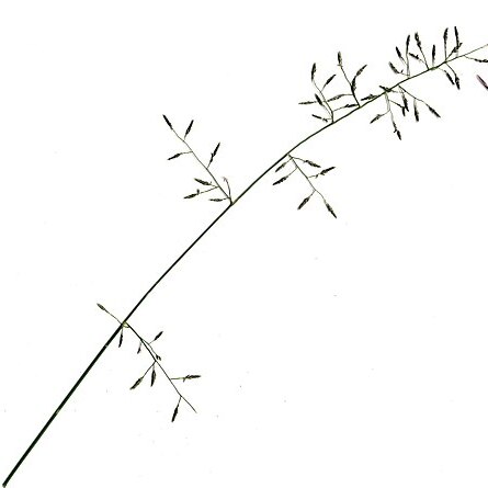 Eragrostis leptostachya unspecified picture