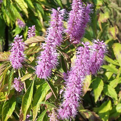 Elsholtzia unspecified picture