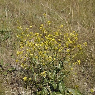 Brassica elongata unspecified picture
