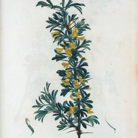 Caragana spinosa unspecified picture
