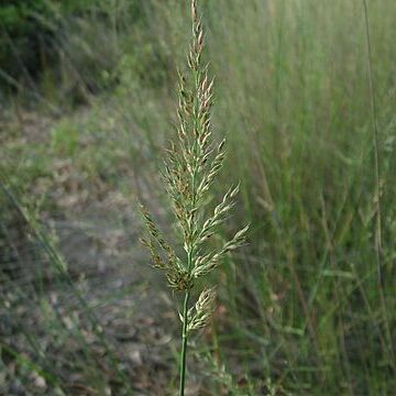Arundinella unspecified picture