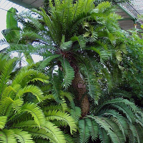 Encephalartos altensteinii unspecified picture