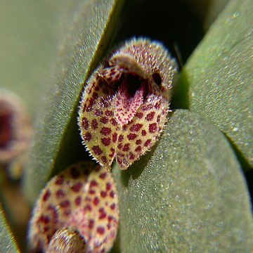 Acianthera hystrix unspecified picture