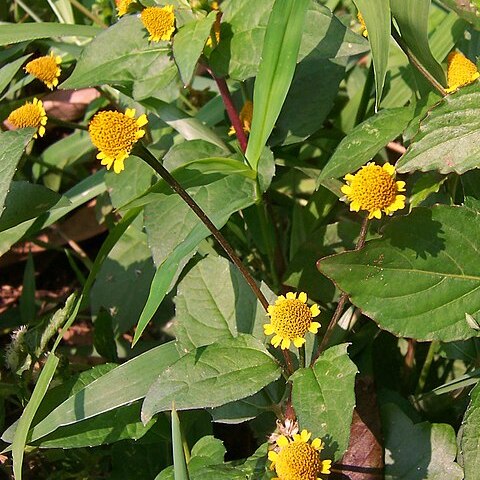 Acmella paniculata unspecified picture