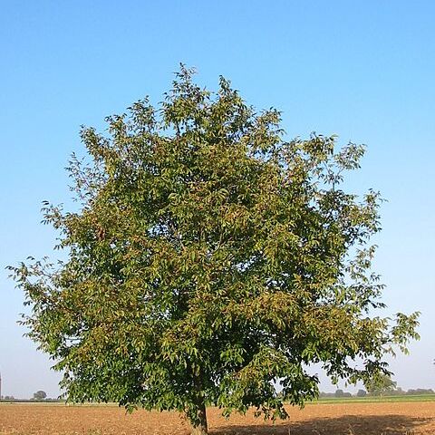 Juglans venezuelensis unspecified picture