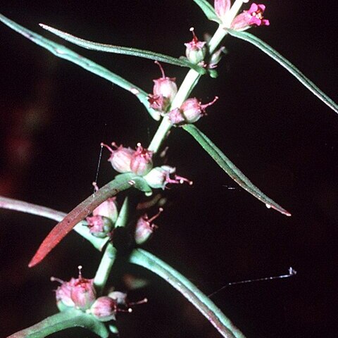 Ammannia unspecified picture