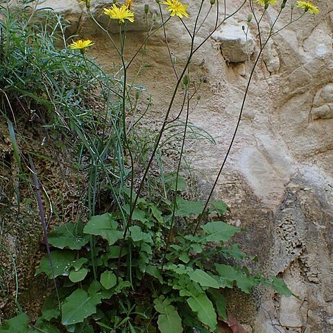 Crepis reuteriana unspecified picture