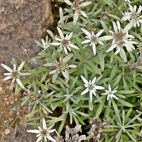 Leontopodium sinense unspecified picture