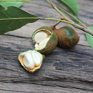 Cola laurifolia unspecified picture