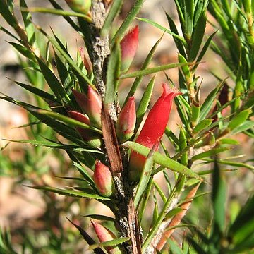 Astroloma humifusum unspecified picture