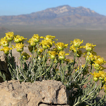 Acamptopappus unspecified picture