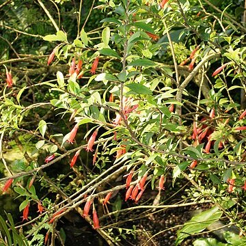 Agapetes obovata unspecified picture