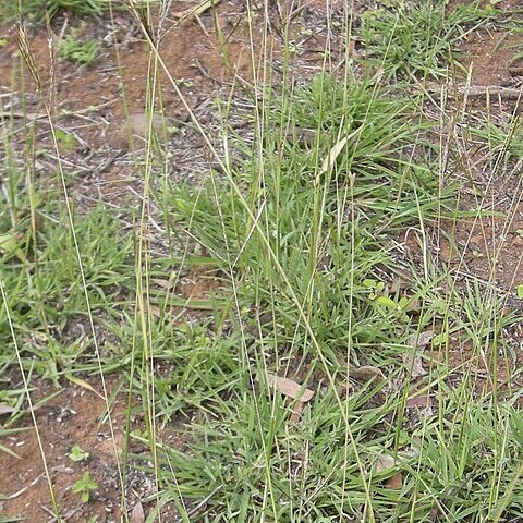 Bothriochloa unspecified picture