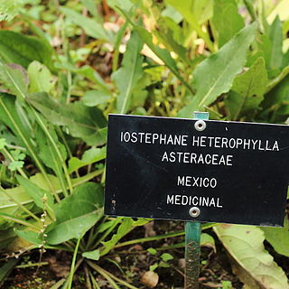 Iostephane heterophylla unspecified picture