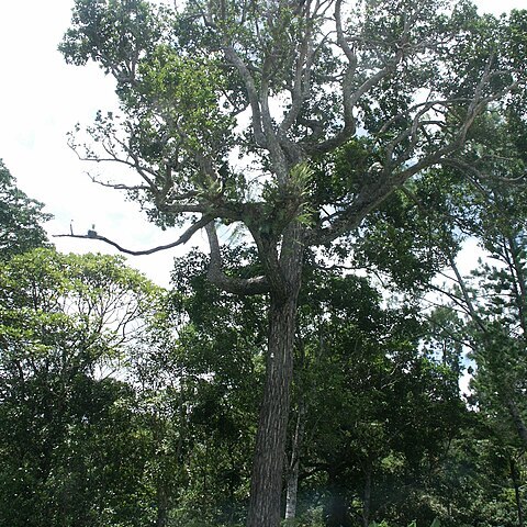 Calophyllum caledonicum unspecified picture
