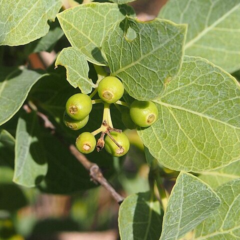 Coelospermum unspecified picture