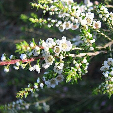 Thryptomene hyporhytis unspecified picture