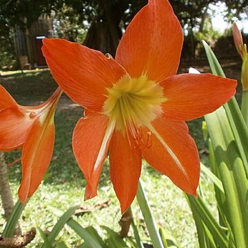 Hippeastrum ferreyrae unspecified picture