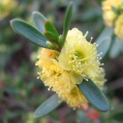 Hypocalymma unspecified picture