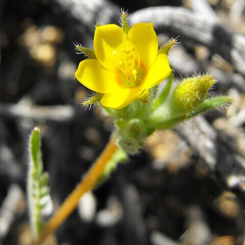 Mentzelia albicaulis unspecified picture